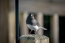 Photos Junco Ardoisé